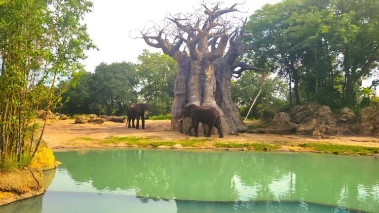 Animal Kingdom Kilimanjaro Safari Baobab Tree and Elephants